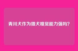青川犬作为猎犬嗅觉能力强吗？