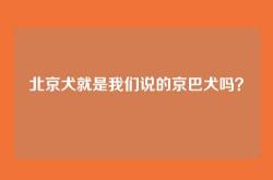 北京犬就是我们说的京巴犬吗？