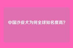 中国沙皮犬为何全球知名度高？