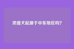 灵缇犬起源于中东地区吗？