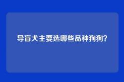 导盲犬主要选哪些品种狗狗？