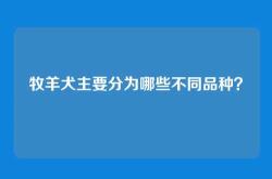 牧羊犬主要分为哪些不同品种？
