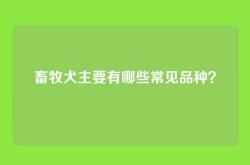 畜牧犬主要有哪些常见品种？