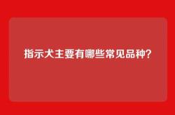 指示犬主要有哪些常见品种？