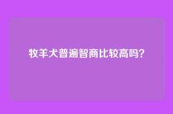 牧羊犬普遍智商比较高吗？