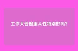 工作犬普遍服从性特别好吗？