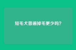 短毛犬普遍掉毛更少吗？