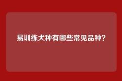易训练犬种有哪些常见品种？