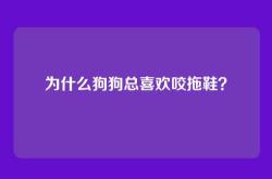 为什么狗狗总喜欢咬拖鞋？