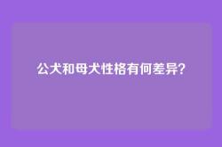 公犬和母犬性格有何差异？