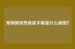 宠物狗突然食欲不振是什么原因？