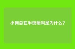 小狗总在半夜嚎叫是为什么？