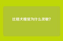 比格犬嗅觉为什么灵敏？