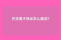 巴吉度犬耳朵怎么清洁？
