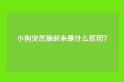 小狗突然躲起来是什么原因？