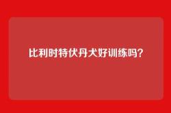 比利时特伏丹犬好训练吗？