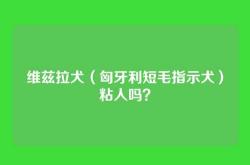 维兹拉犬（匈牙利短毛指示犬）粘人吗？