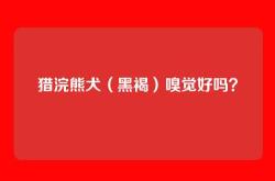 猎浣熊犬（黑褐）嗅觉好吗？