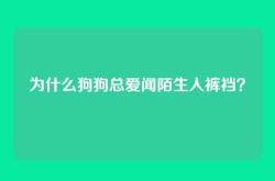 为什么狗狗总爱闻陌生人裤裆？