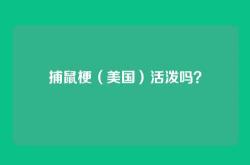 捕鼠梗（美国）活泼吗？