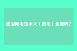 德国刚毛指示犬（德毛）全能吗？