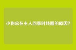 小狗总在主人回家时转圈的原因？