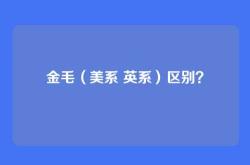 金毛（美系 英系）区别？