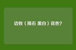 边牧（陨石 黑白）花色？