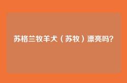 苏格兰牧羊犬（苏牧）漂亮吗？