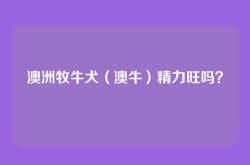 澳洲牧牛犬（澳牛）精力旺吗？