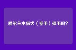 爱尔兰水猎犬（卷毛）掉毛吗？