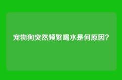 宠物狗突然频繁喝水是何原因？