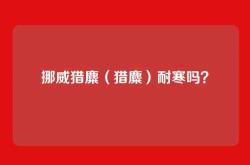 挪威猎麋（猎麋）耐寒吗？