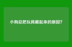 小狗总把玩具藏起来的原因？