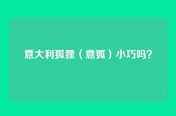 意大利狐狸（意狐）小巧吗？