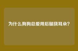 为什么狗狗总爱用后腿挠耳朵？