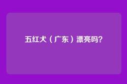 五红犬（广东）漂亮吗？