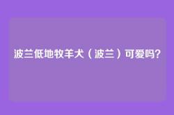 波兰低地牧羊犬（波兰）可爱吗？