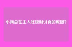 小狗总在主人吃饭时讨食的原因？