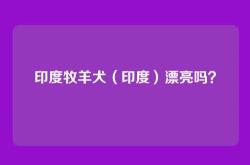 印度牧羊犬（印度）漂亮吗？