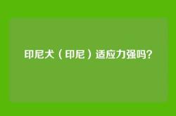 印尼犬（印尼）适应力强吗？