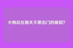 小狗总在雨天不愿出门的原因？