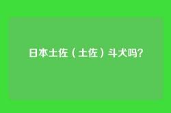 日本土佐（土佐）斗犬吗？