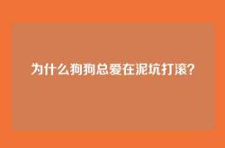 为什么狗狗总爱在泥坑打滚？