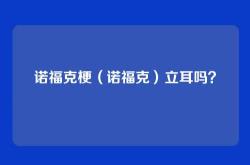 诺福克梗（诺福克）立耳吗？