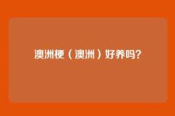 澳洲梗（澳洲）好养吗？