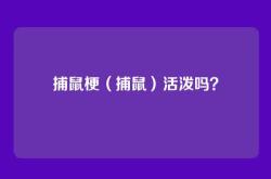 捕鼠梗（捕鼠）活泼吗？