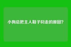 小狗总把主人鞋子叼走的原因？