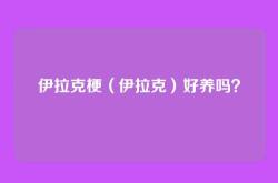 伊拉克梗（伊拉克）好养吗？