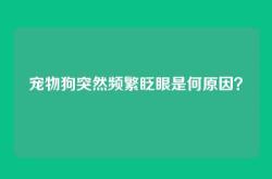 宠物狗突然频繁眨眼是何原因？
